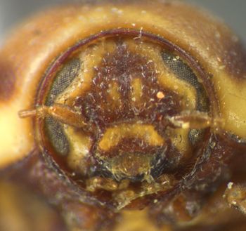 Media type: image;   Entomology 8396 Aspect: head frontal view
